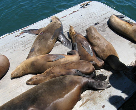 Harbor Seals in Santa Cruz California